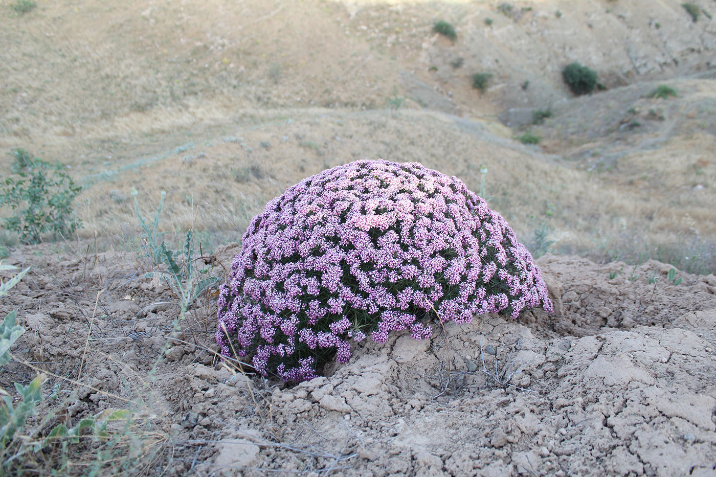 Изображение особи род Acanthophyllum.