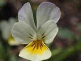 Viola &times; contempta