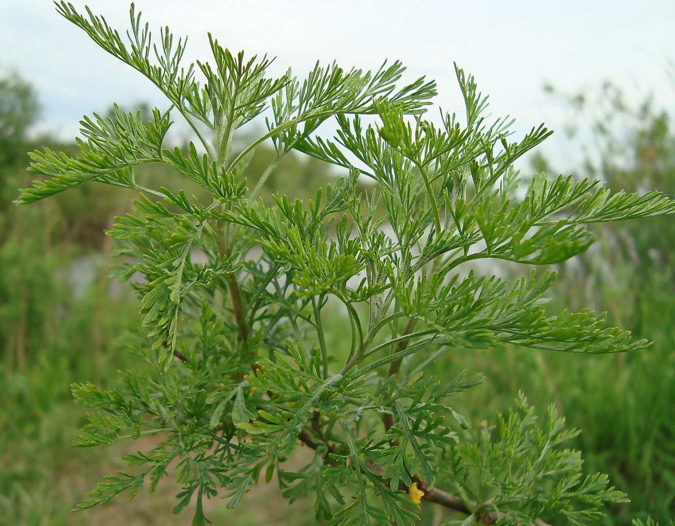 Изображение особи Artemisia abrotanum.