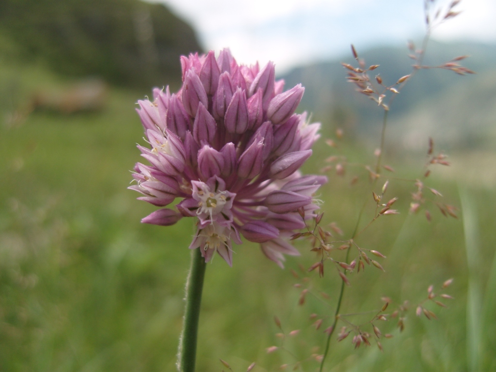 Image of Allium rotundum specimen.