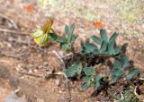 Aquilegia viridiflora. Цветущее растение. Монголия, аймак Туве, окр. г. Эрдэнэсант, ≈ 1400 м н.у.м., на скале. 01.06.2017.