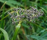 Scirpus sylvaticus. Соцветие и части листьев. Московская обл., Раменский р-н, окр. ж.-д. платформы Хрипань, залежь, противопожарная канава. 17.06.2017.