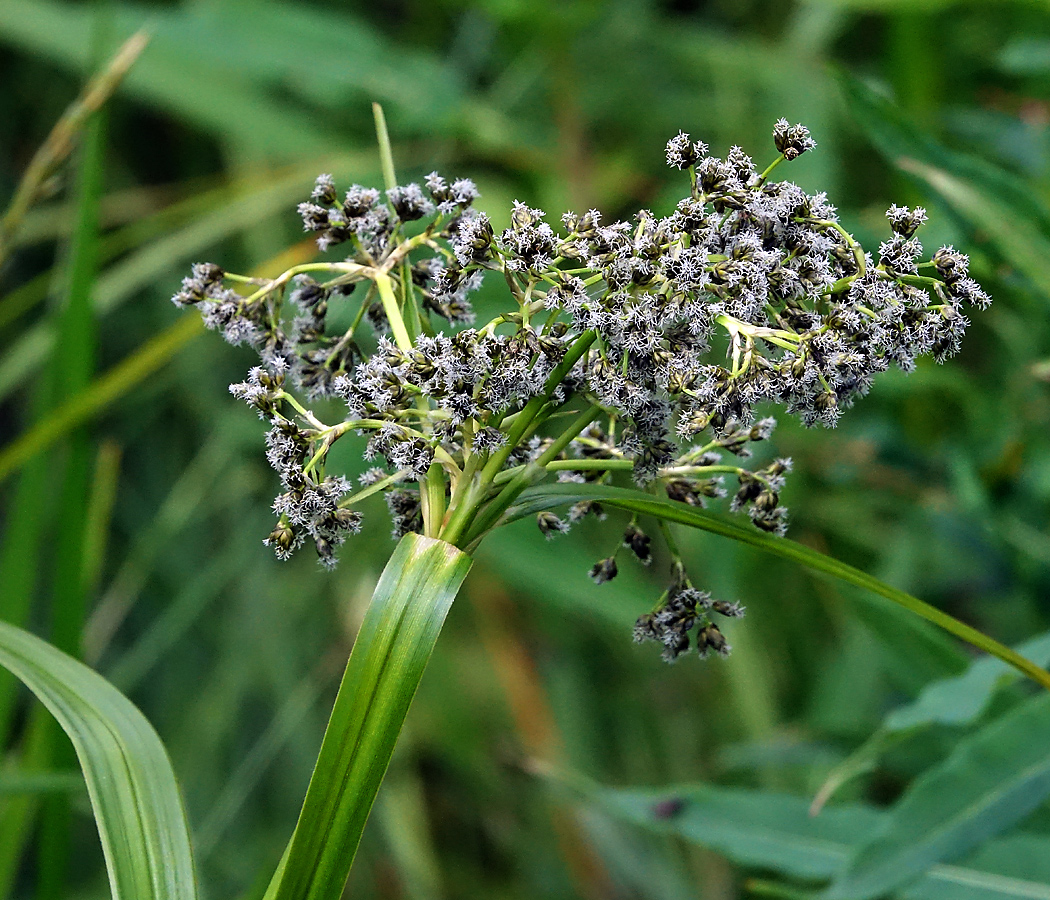 Image of Scirpus sylvaticus specimen.