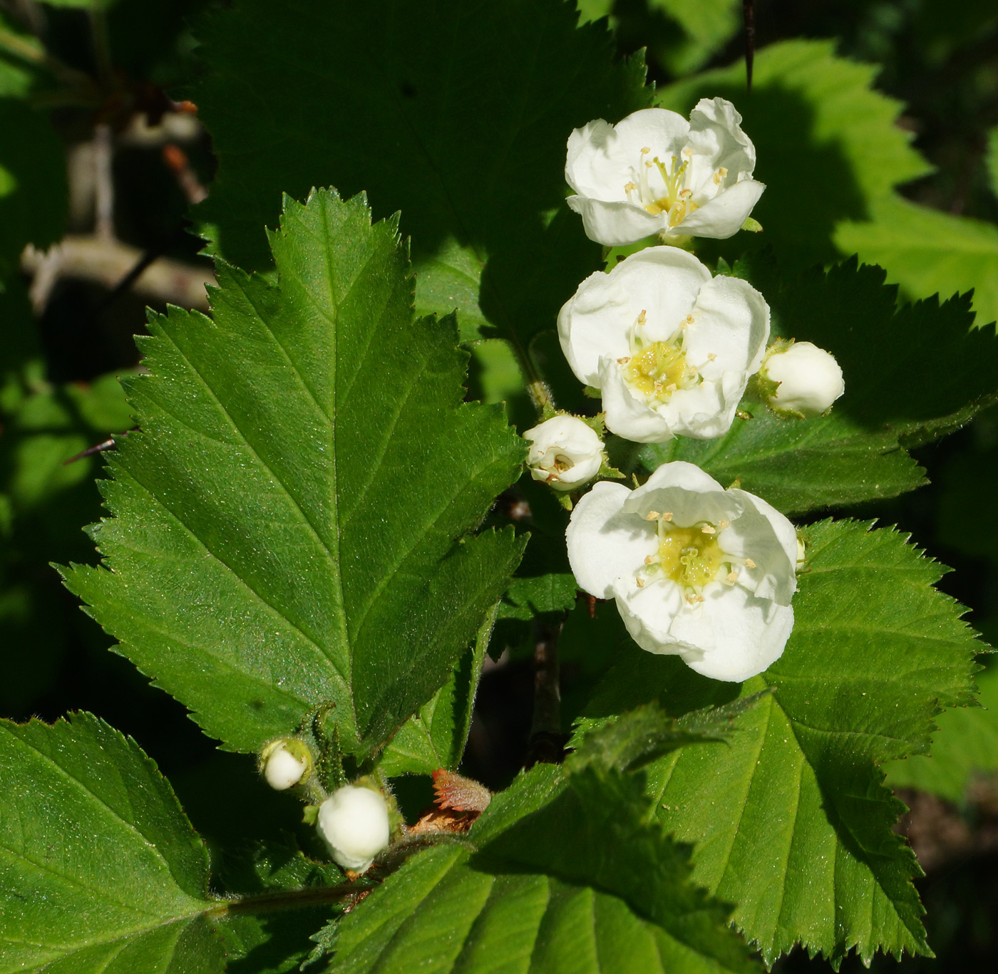 Изображение особи Crataegus submollis.