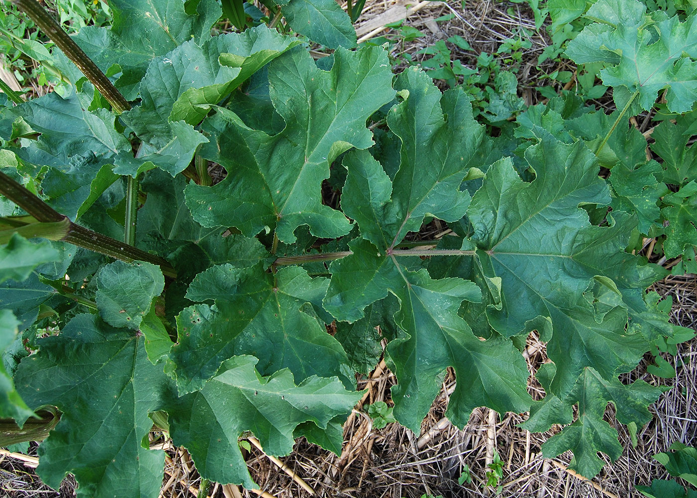 Image of Heracleum sibiricum specimen.