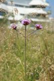 Verbena bonariensis. Верхушка растения с соцветиями. Италия, г. Милан, квартал City Life, площадь Альберто Бурри (piazza Alberto Burri), в культуре. 3 июня 2017 г.