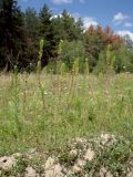 Lepidium densiflorum