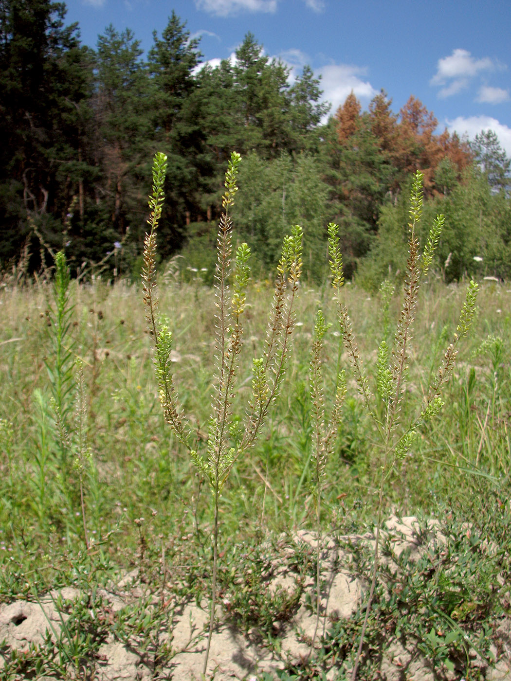 Image of Lepidium densiflorum specimen.