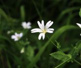 Cerastium davuricum. Верхушка побега с цветком. Карачаево-Черкесия, Тебердинский заповедник, хр. Малая Хатипара, поляна в лесу. 13.07.2017.