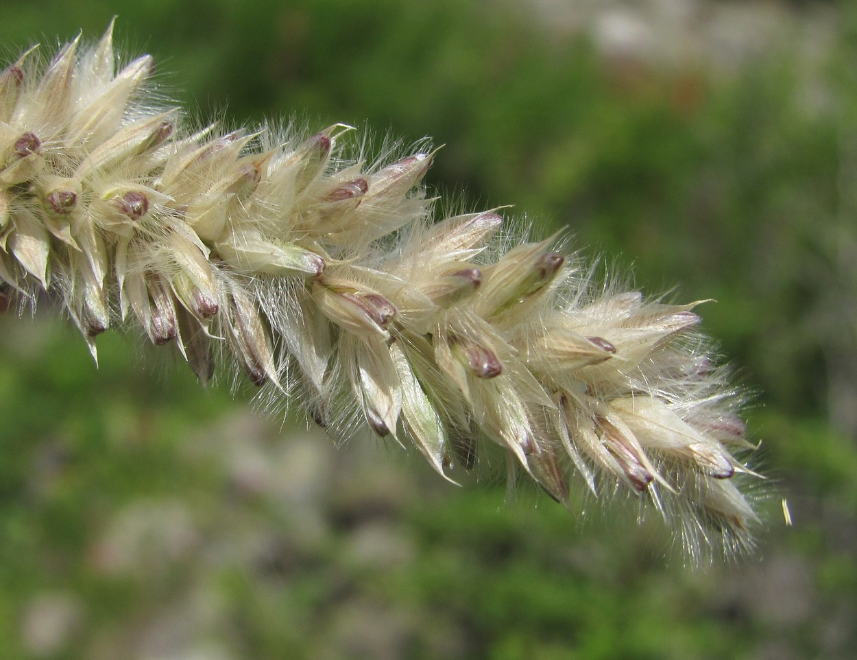 Image of Melica transsilvanica specimen.
