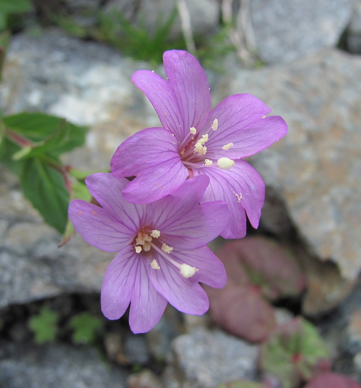 Изображение особи Epilobium algidum.