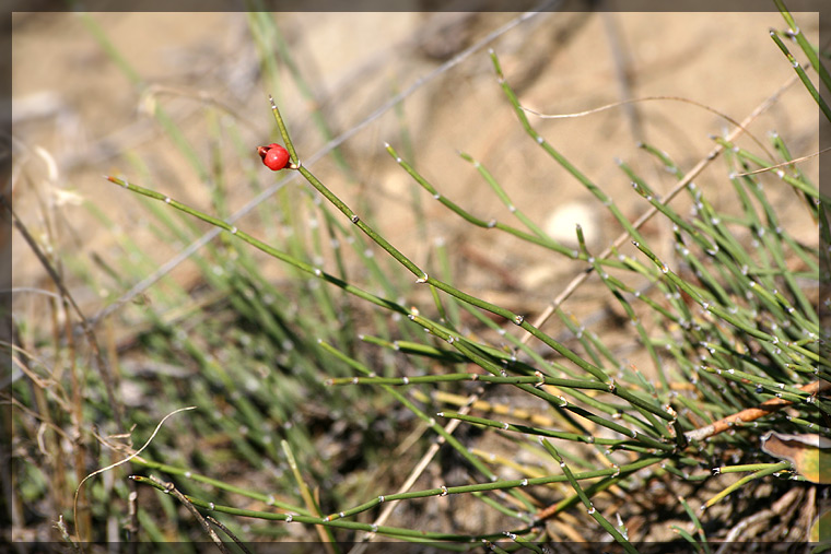 Image of Ephedra distachya specimen.