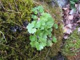 Saxifraga sibirica