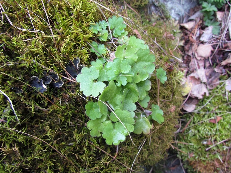 Изображение особи Saxifraga sibirica.