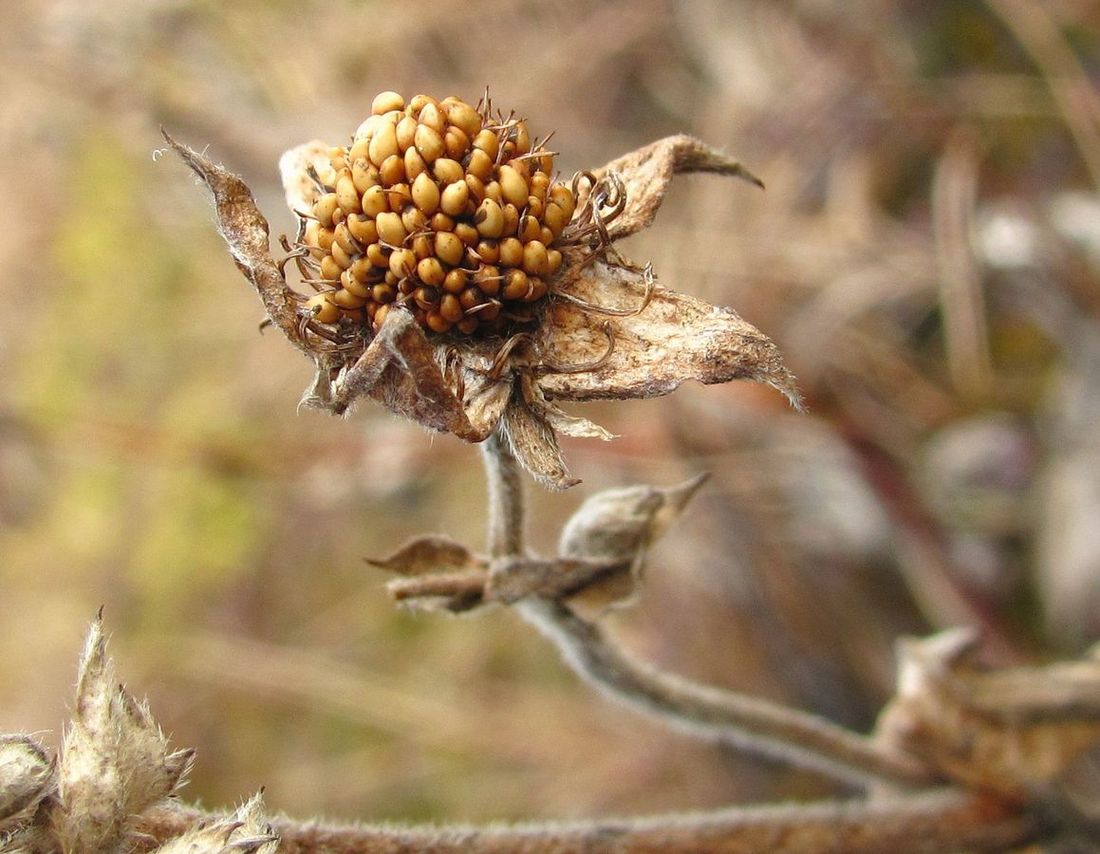 Image of Comarum palustre specimen.