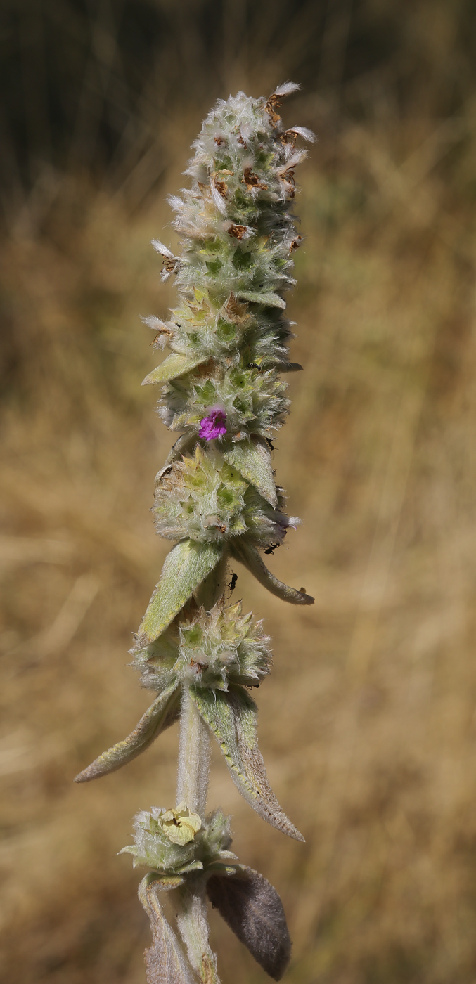 Изображение особи Stachys velata.