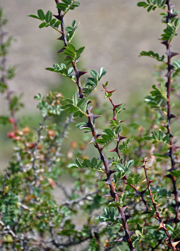 Image of Rosa ecae specimen.