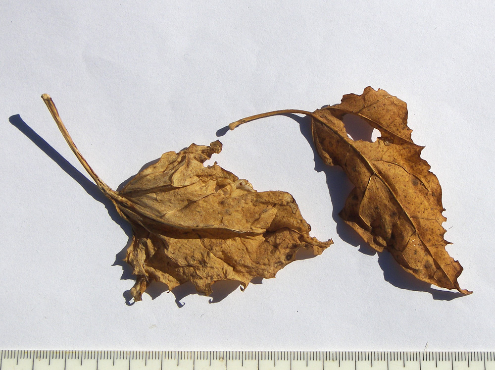 Image of Atriplex micrantha specimen.