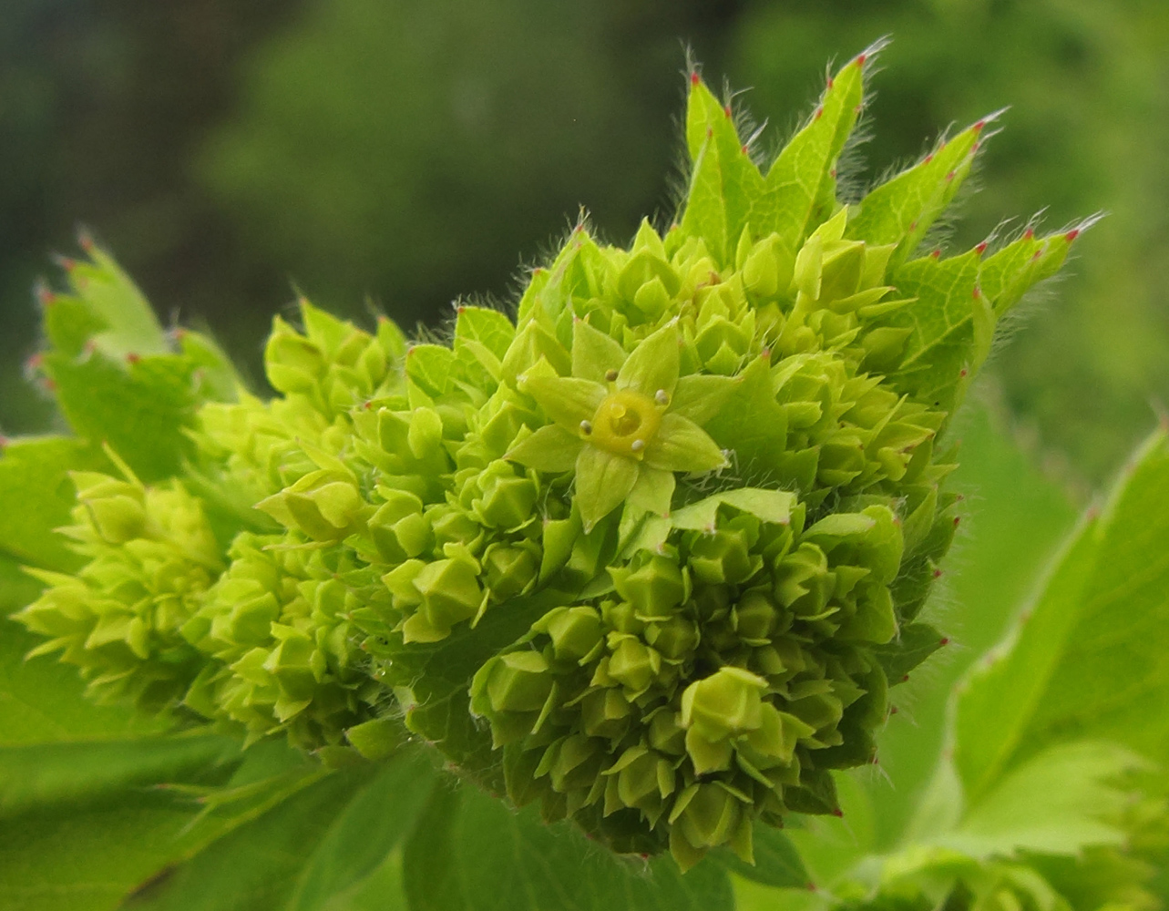 Image of Alchemilla orthotricha specimen.