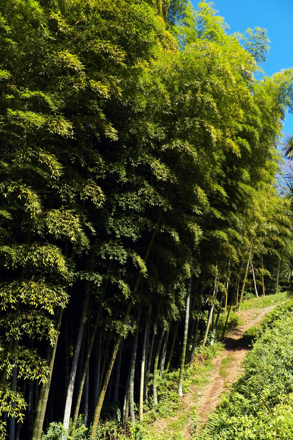 Изображение особи Phyllostachys pubescens.