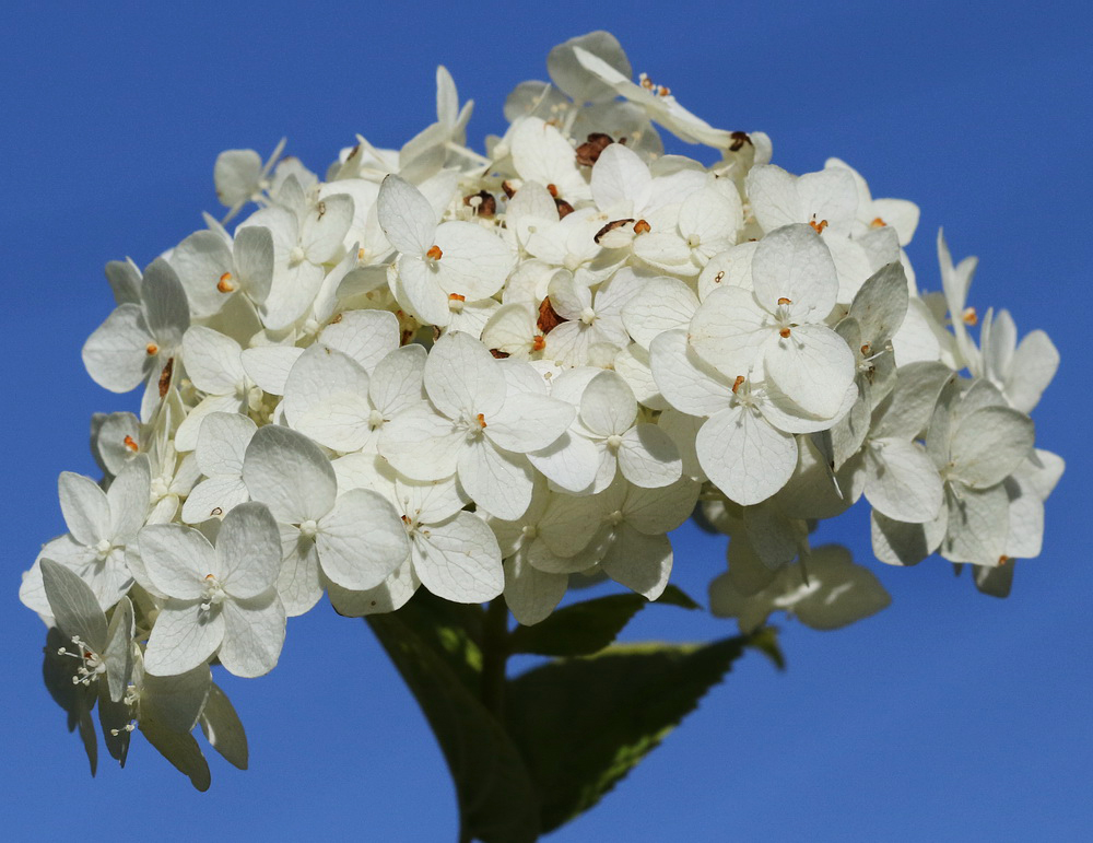 Image of Hydrangea arborescens specimen.