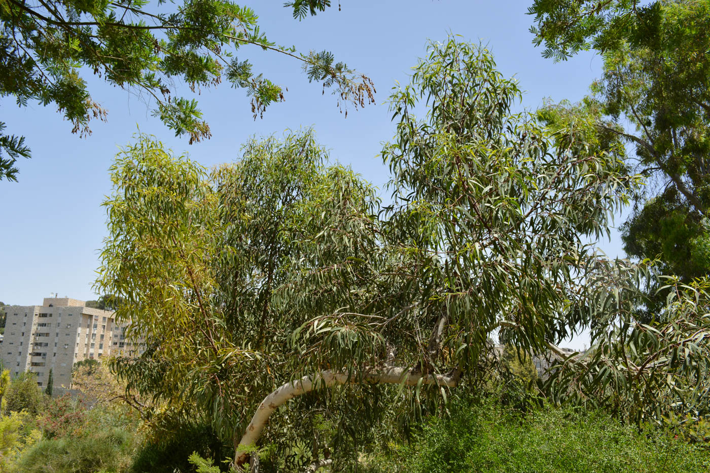 Image of Eucalyptus erythrocorys specimen.