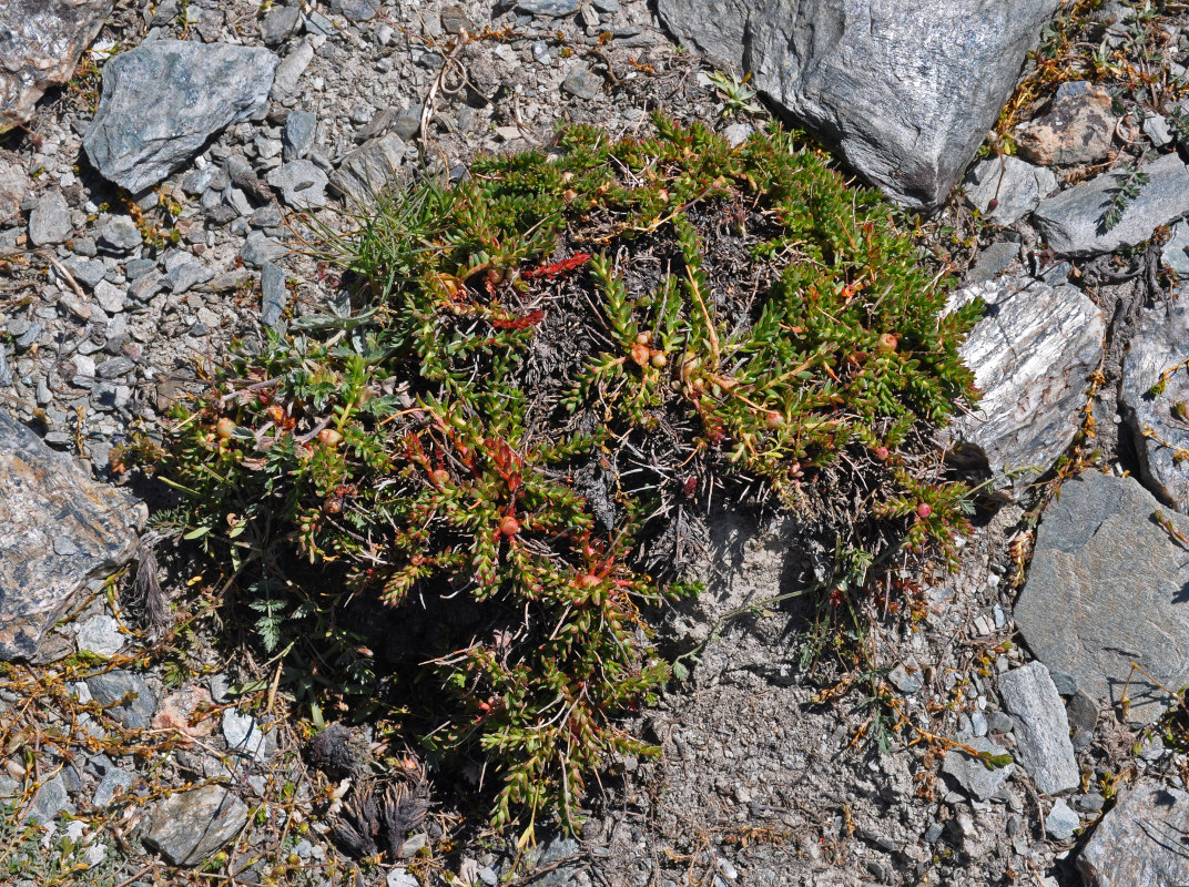 Изображение особи Rhodiola gelida.