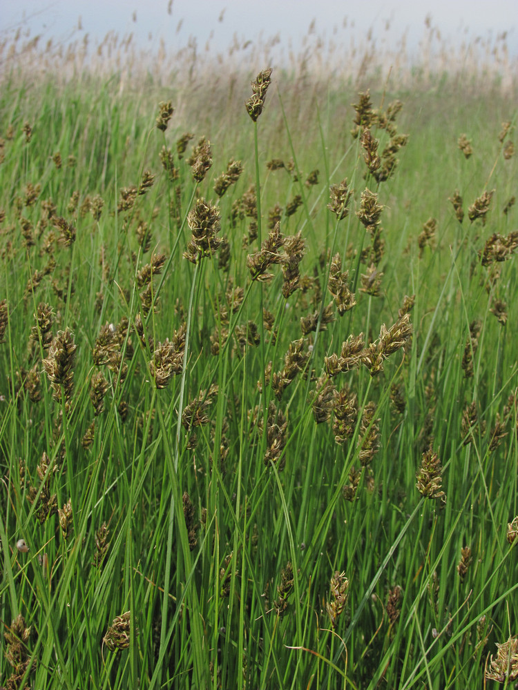 Image of Carex divisa specimen.