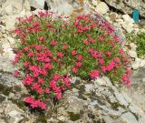 Phlox douglasii