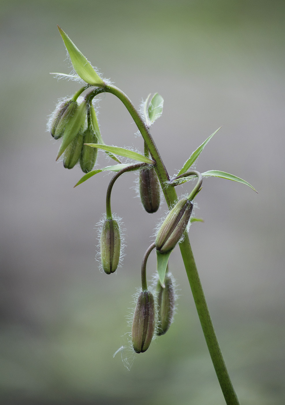 Image of Lilium pilosiusculum specimen.