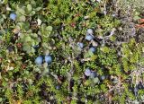Vaccinium vulcanorum