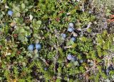 Vaccinium vulcanorum. Плодоносящие растения в окружении плодоносящих шикши и луазелерии лежачей. Камчатский край, между ст. \"Подкова\" и Ключевской группой вулканов, горная тундра. 24.08.2016.