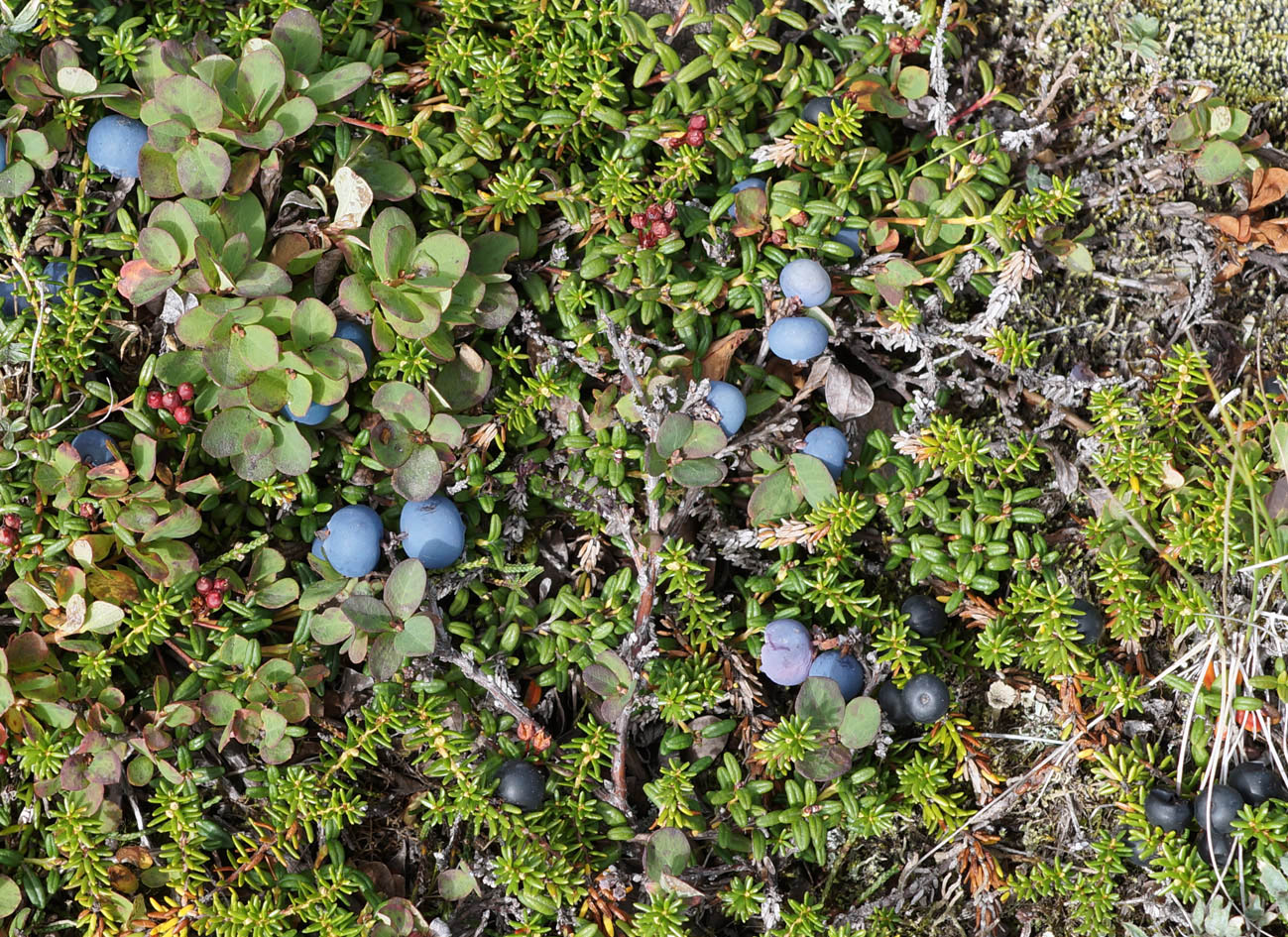 Image of Vaccinium vulcanorum specimen.