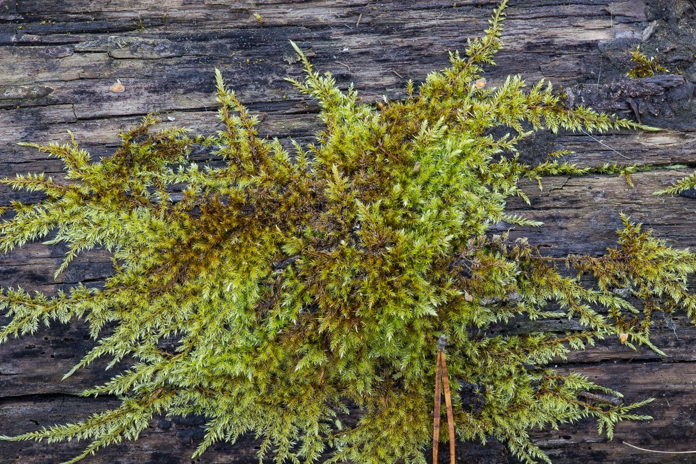 Image of Pylaisia polyantha specimen.