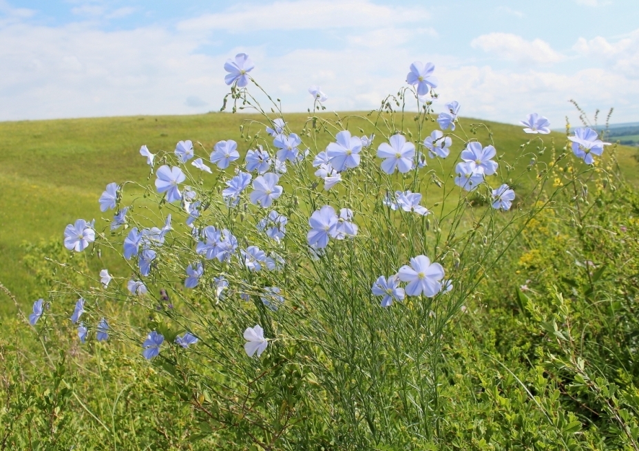 Изображение особи Linum perenne.