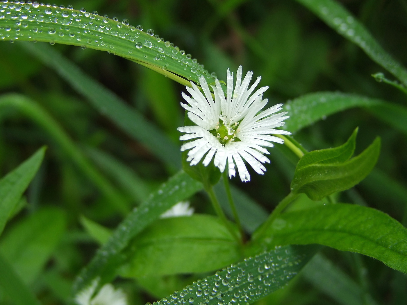 Изображение особи Fimbripetalum radians.