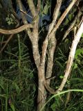 Salix caprea