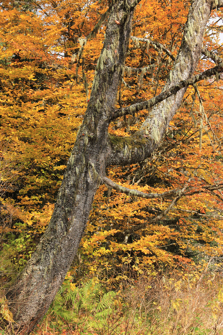 Image of Fagus orientalis specimen.