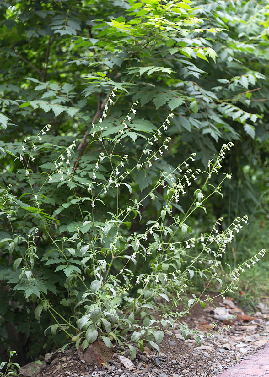 Изображение особи Silene dichotoma.