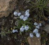 genus Myosotis. Цветущие растения. Кабардино-Балкария, южный склон Эльбруса, альпийский луг на высоте 3250 м, рядом со старой дорогой, которая идет на станцию \"Мир\". 19.07.2009.