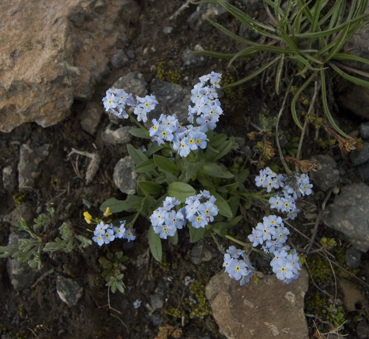 Image of genus Myosotis specimen.