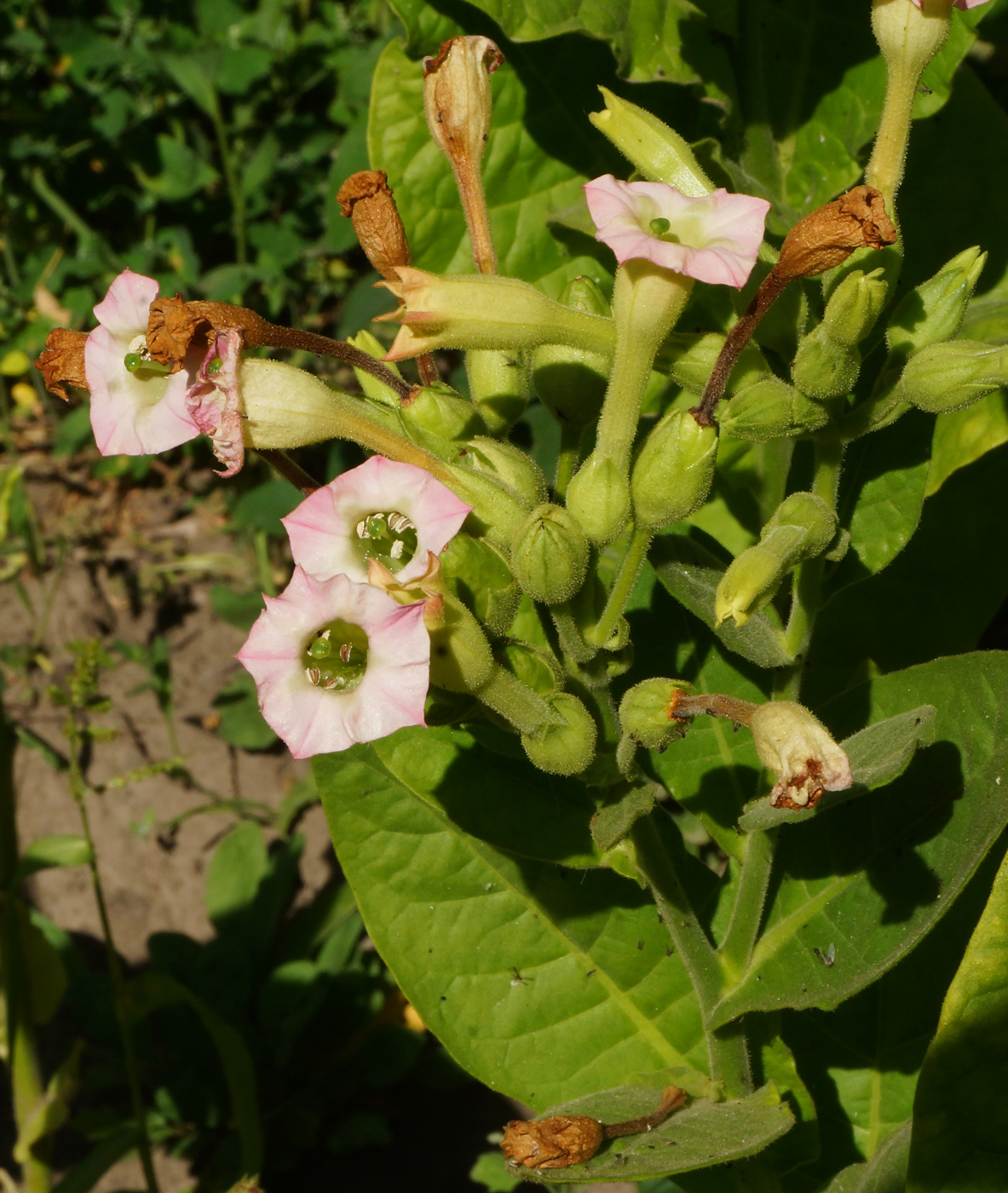 Изображение особи Nicotiana tabacum.