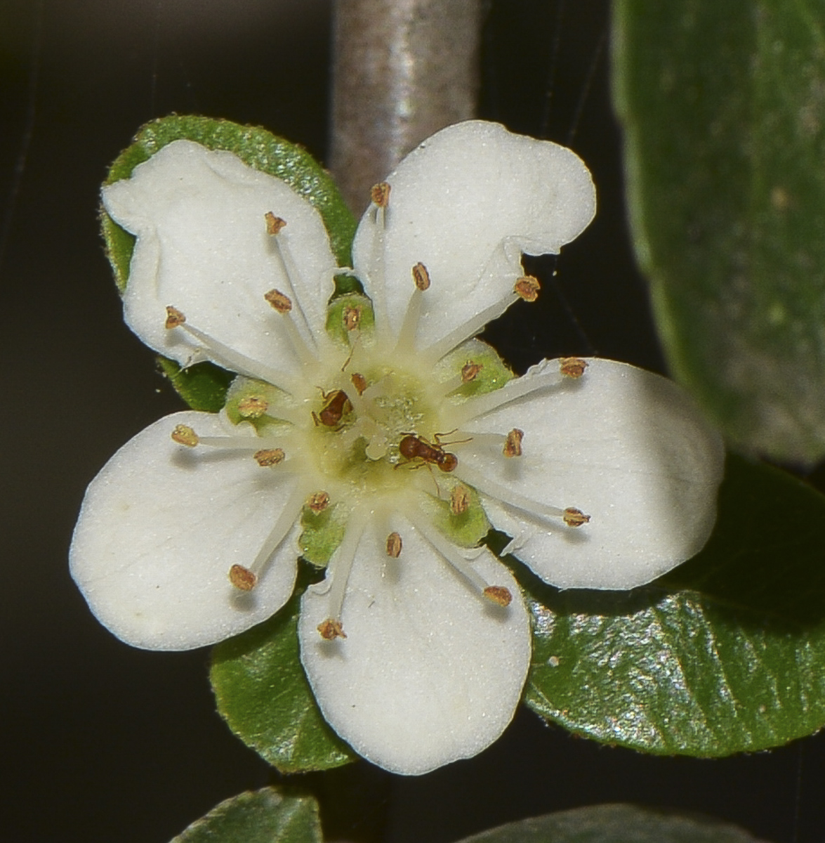 Image of Pyracantha rogersiana specimen.