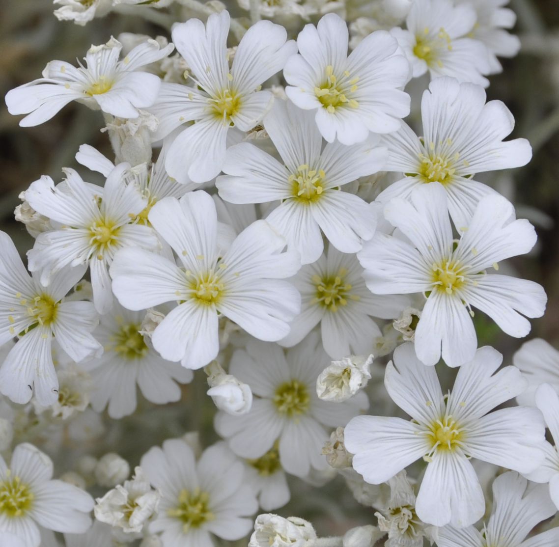 Изображение особи Cerastium candidissimum.