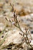 Limonium roridum. Часть соцветия. Греция, о-в Крит, ном Ханья (Νομός Χανίων), дим Ханья (Δήμος Χανίων), полуостров Акротири (Ακρωτήρι), скалистый берег Эгейского моря. 30 июня 2017 г.