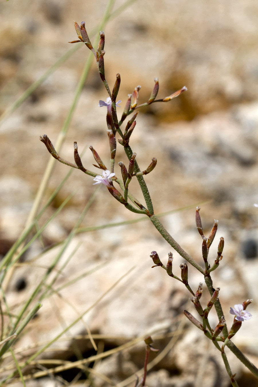 Изображение особи Limonium roridum.