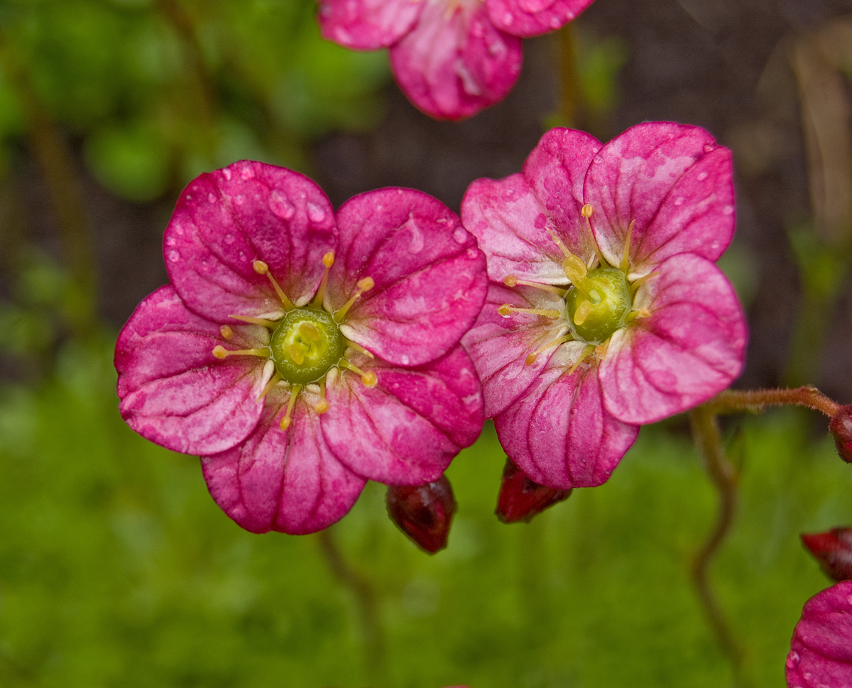 Изображение особи Saxifraga &times; arendsii.