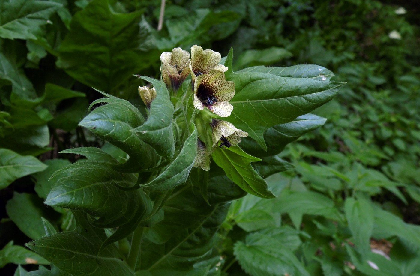 Изображение особи Hyoscyamus niger.