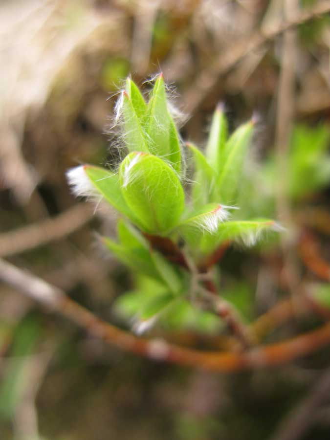 Изображение особи Salix saxatilis.