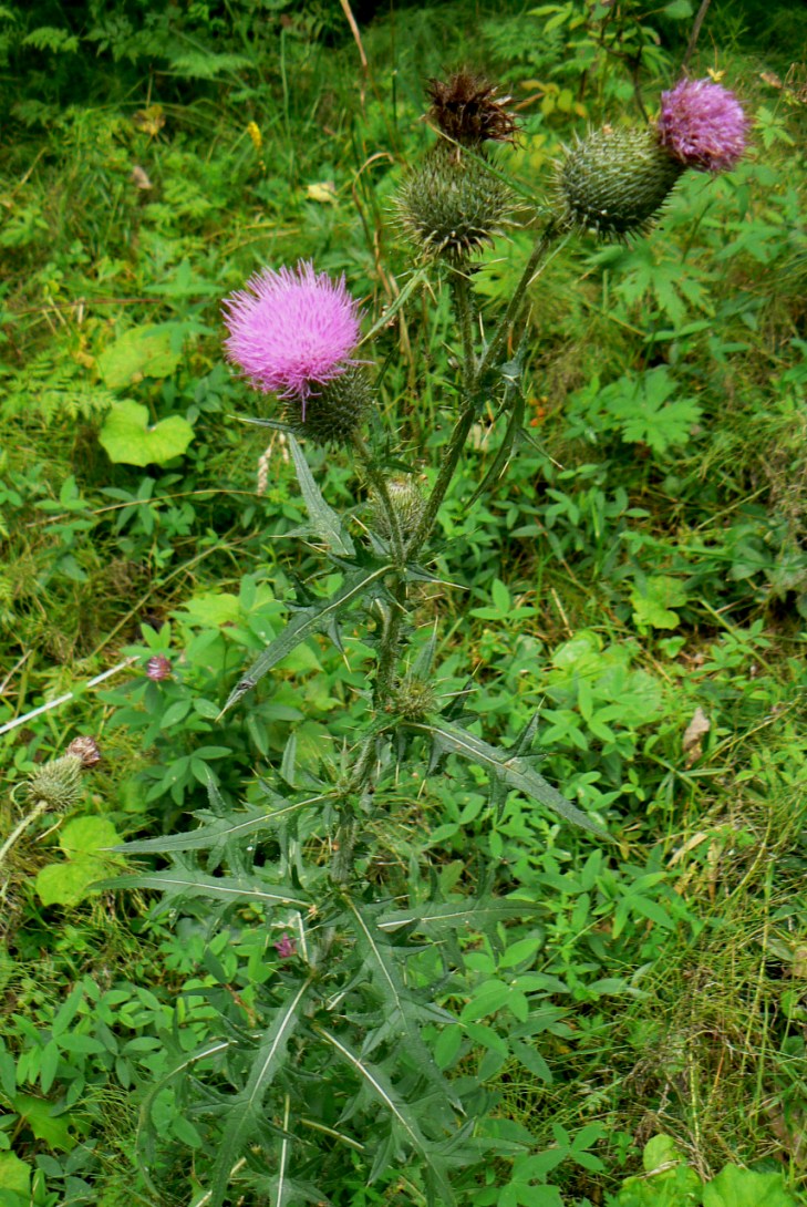 Изображение особи Cirsium vulgare.